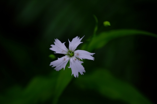 DSCF6090ミヤマミミナグサ_R