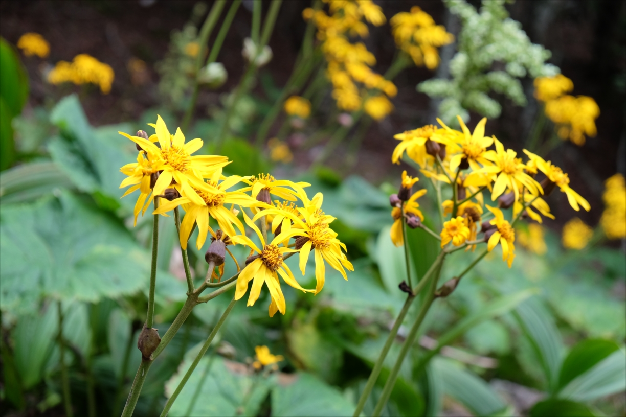夏山登山 瑞牆山 奥秩父の岩山 静かな山の頂へ