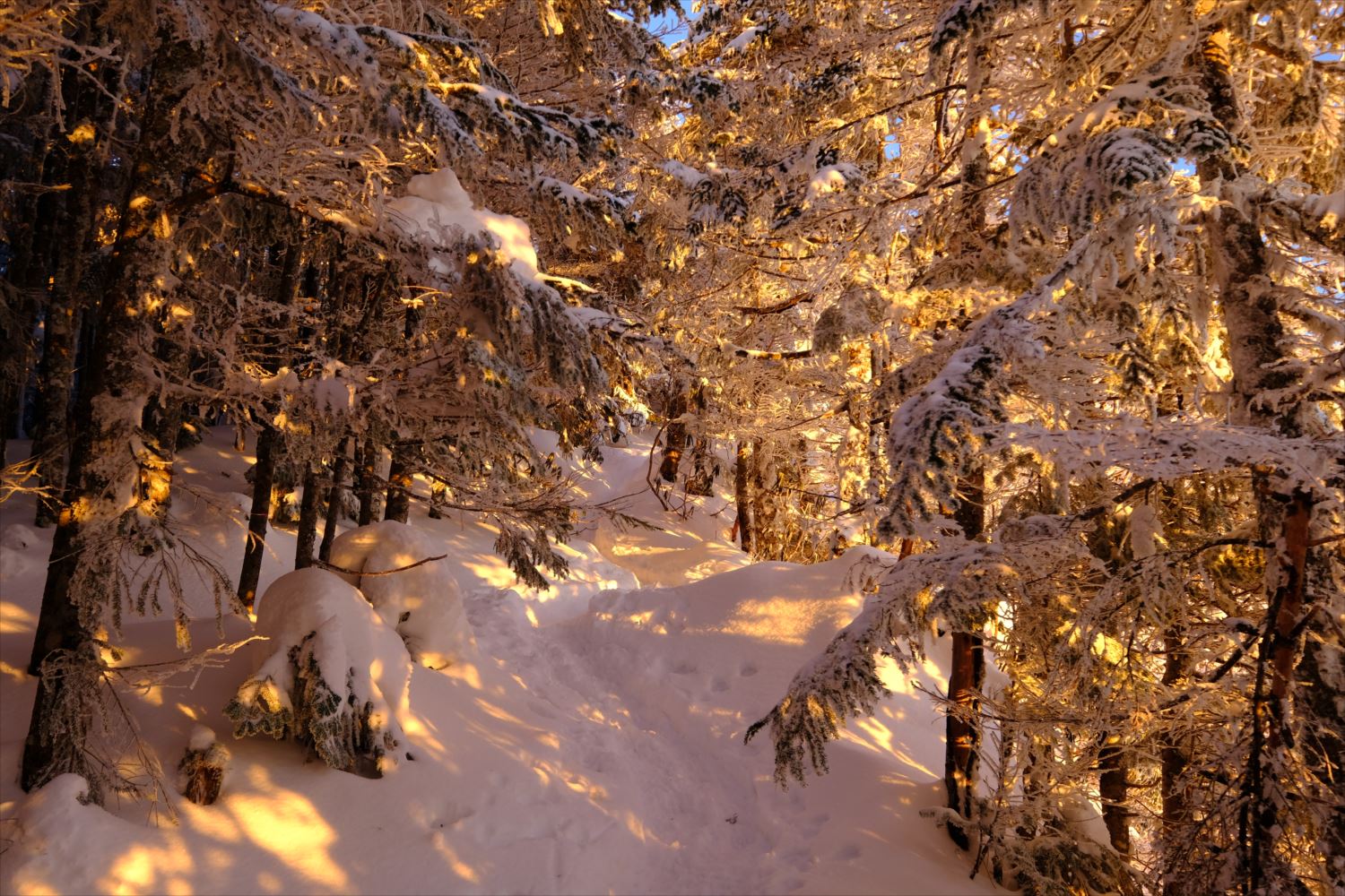 【厳冬期・雪山登山】硫黄岳・天狗岳 (59)