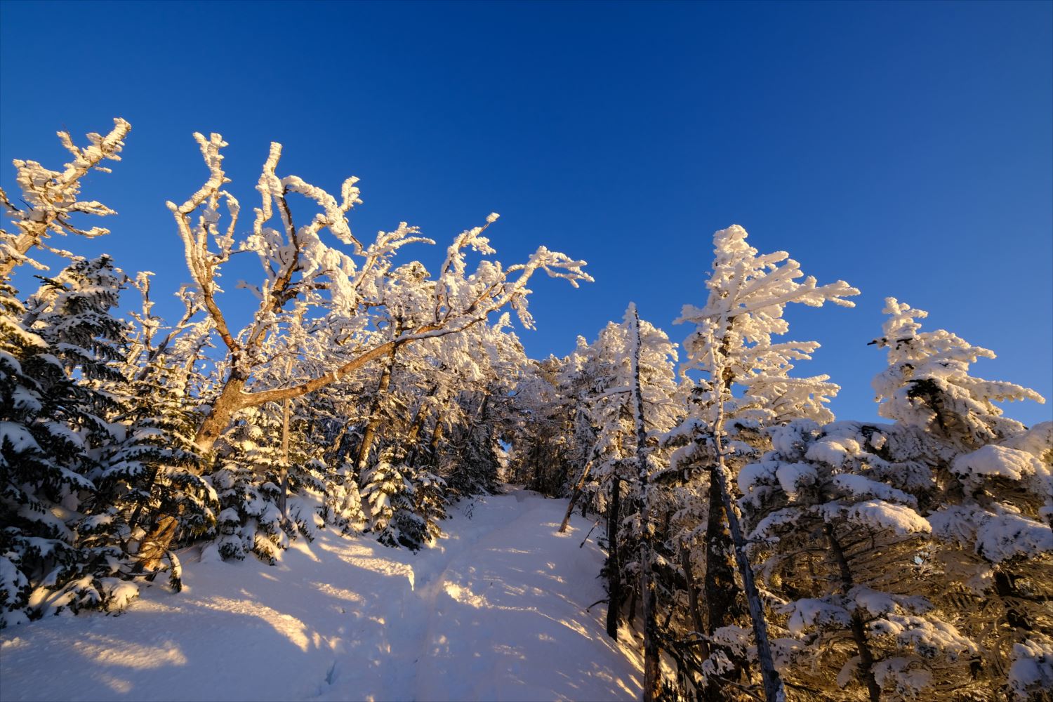 【厳冬期・雪山登山】硫黄岳・天狗岳 (61)