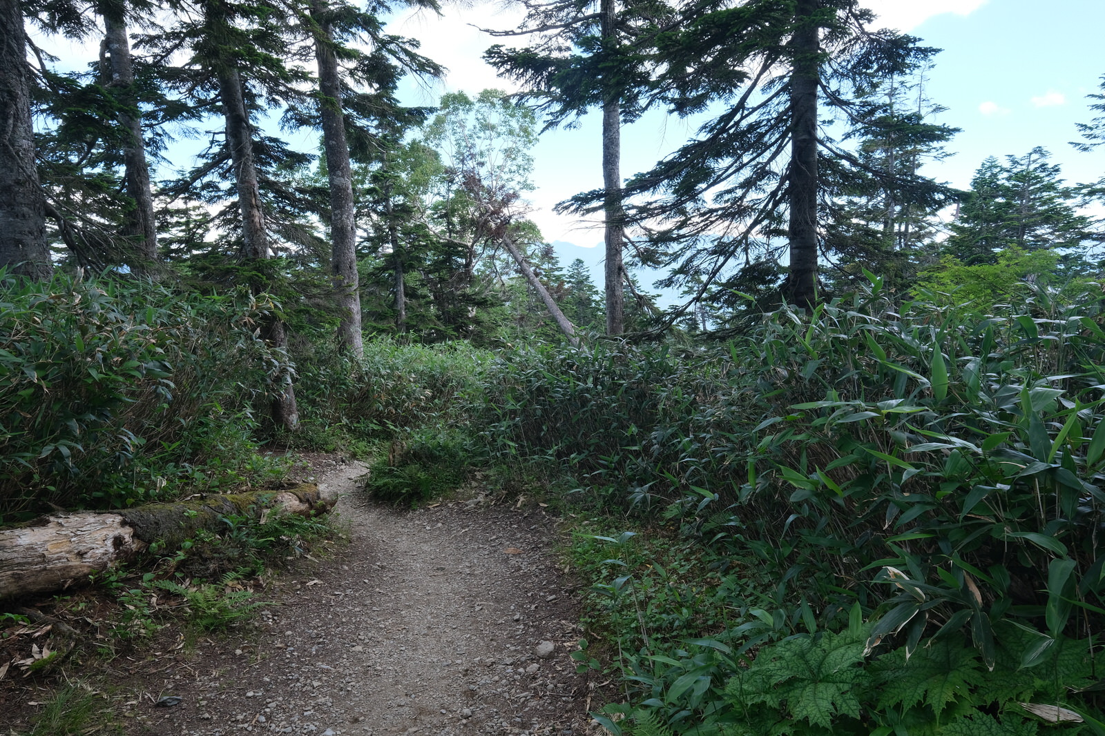 【夏山登山】尾瀬ヶ原、至仏山 (171) 【夏山登山】尾瀬ヶ原、至仏山 (171)