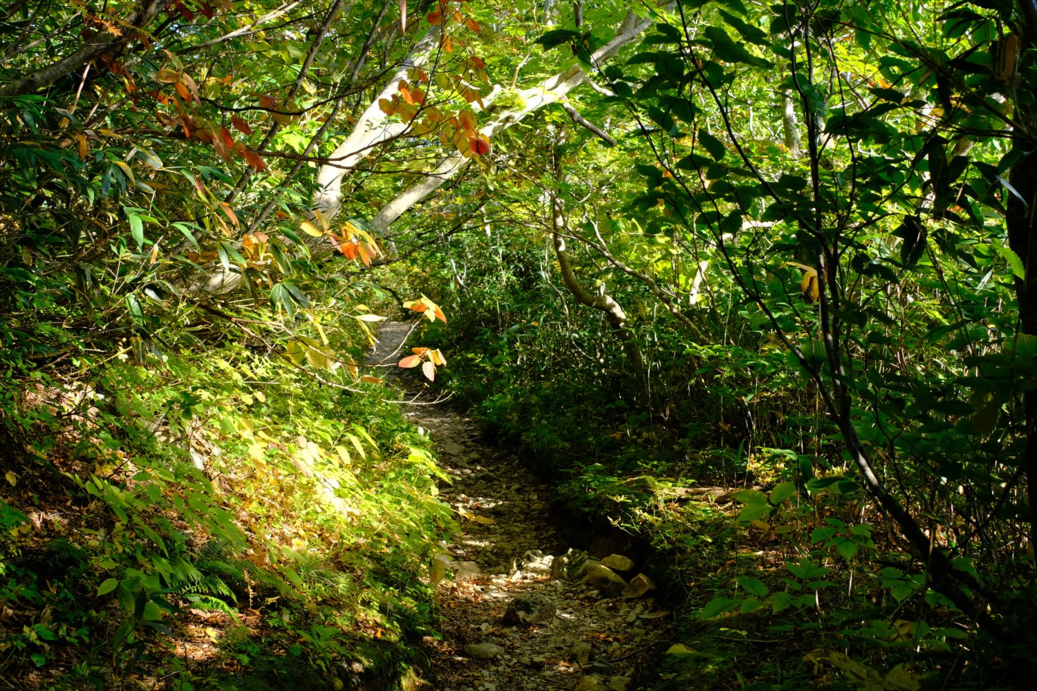 【紅葉登山】焼石岳 (81)